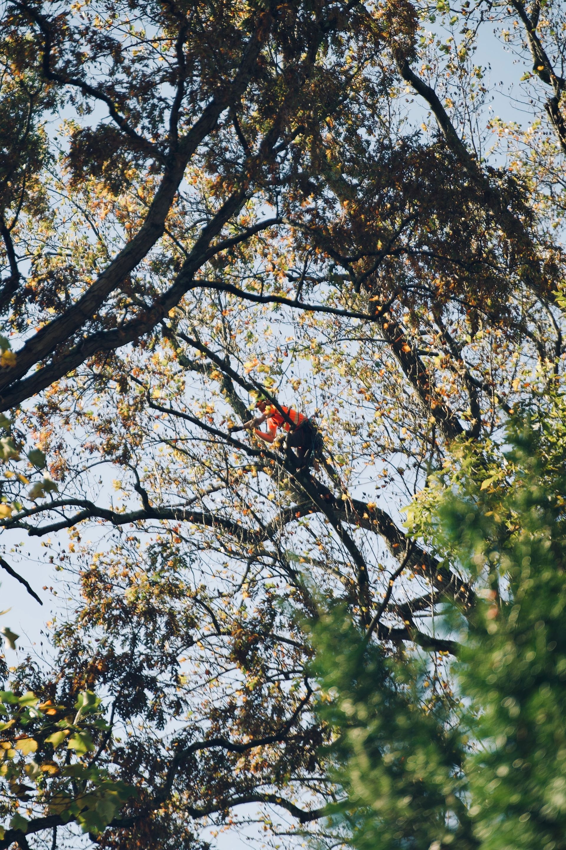 tree cabling