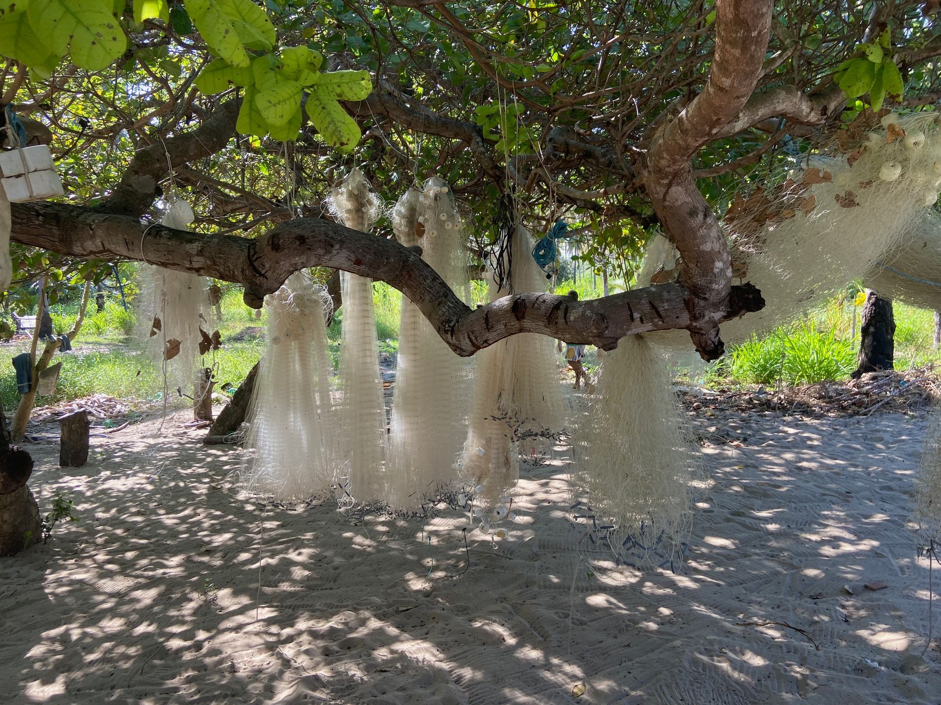 Tree branches with hanging white, fluffy strands, casting shadows on the ground.