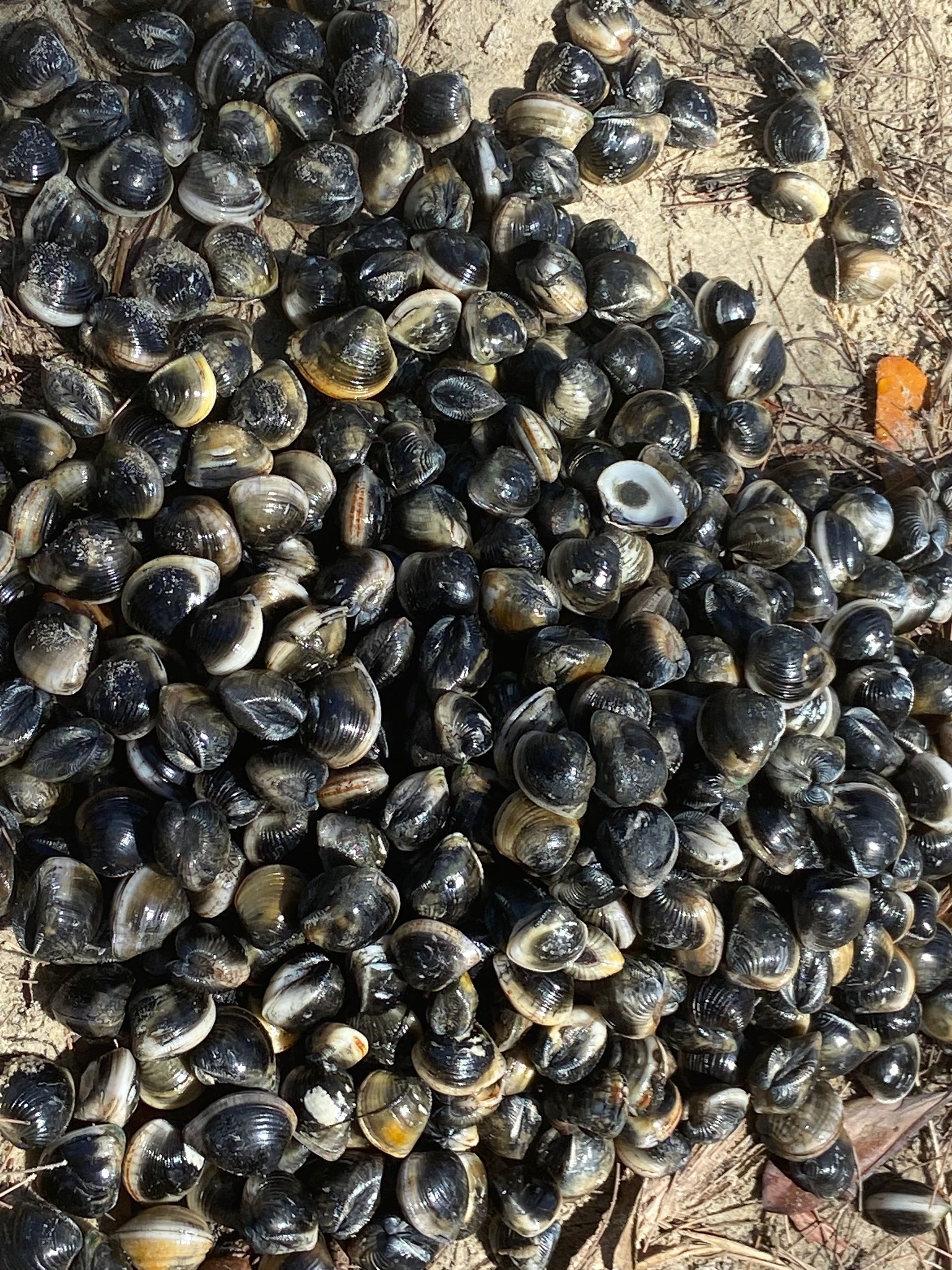 Pile of small, dark, glossy shells on a sandy surface.