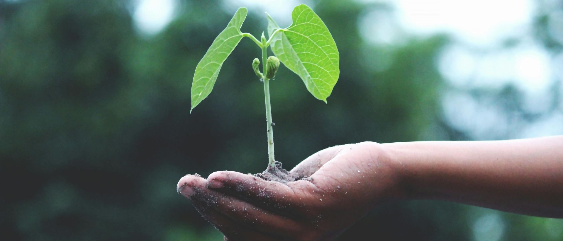 Hand holding a seedling with green leaves, against a blurred green background.