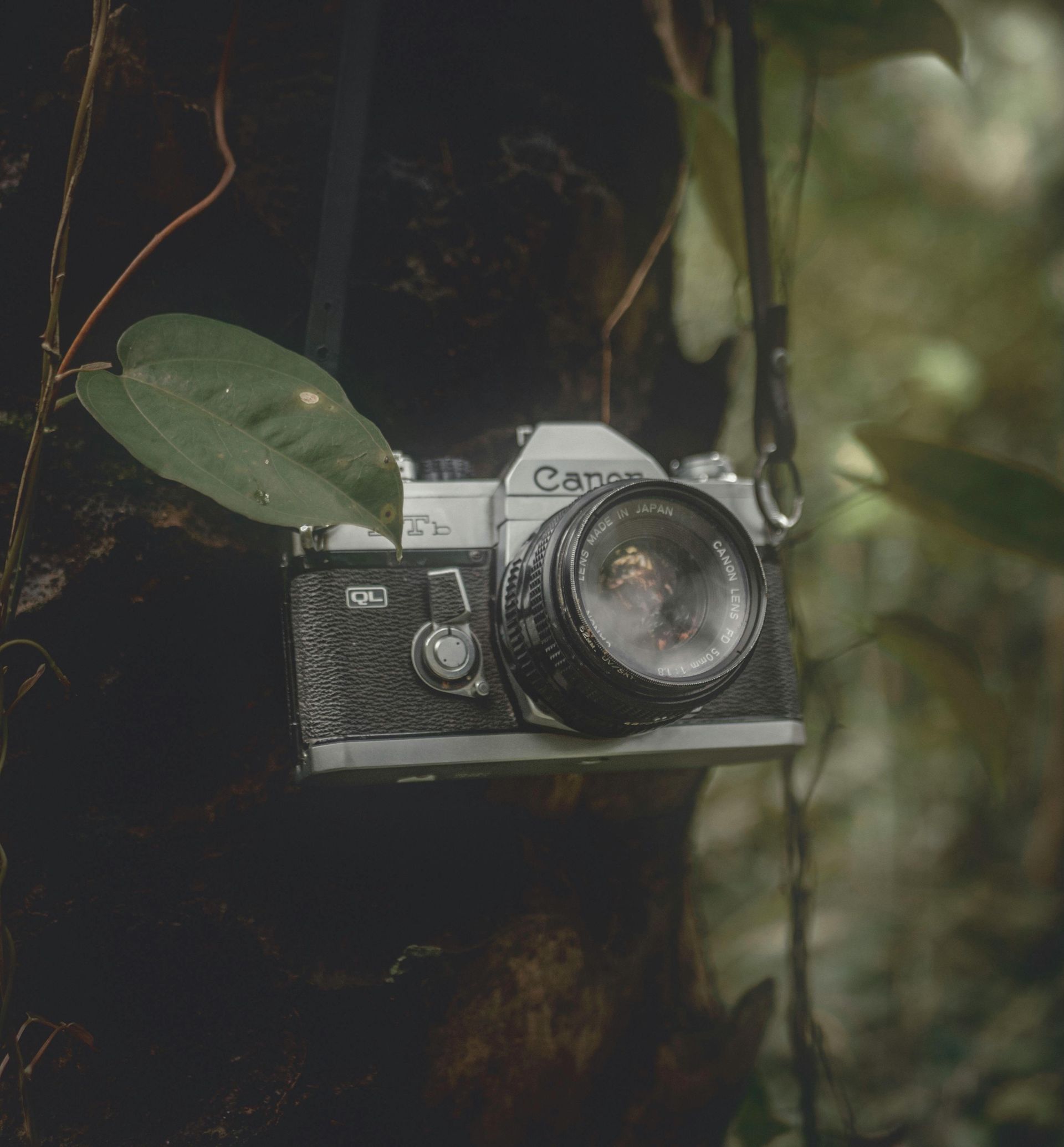 Vintage Canon film camera hanging from a tree in a lush, green forest.
