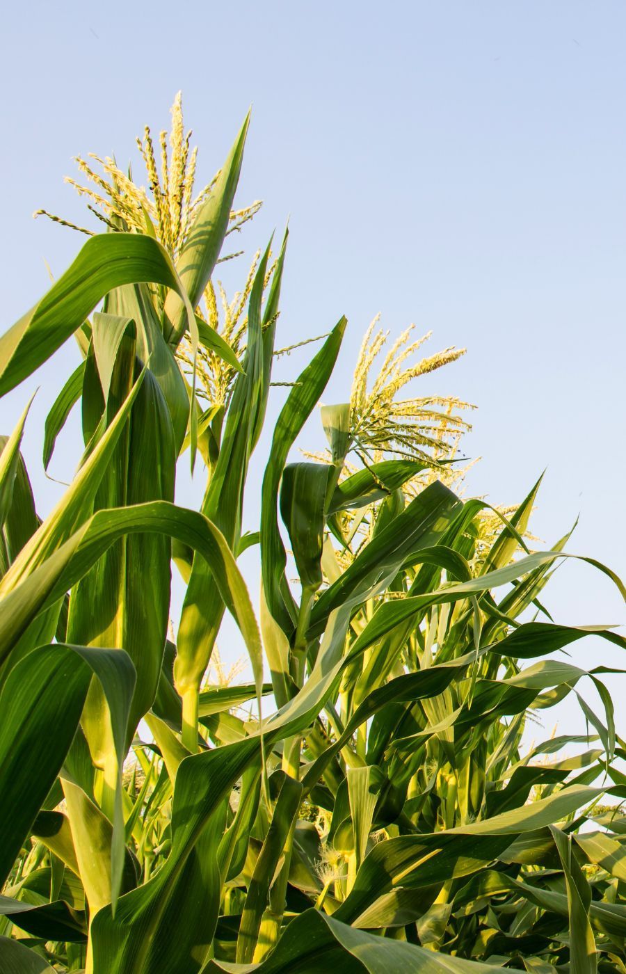 A large irrigation system is spraying water on a green field.