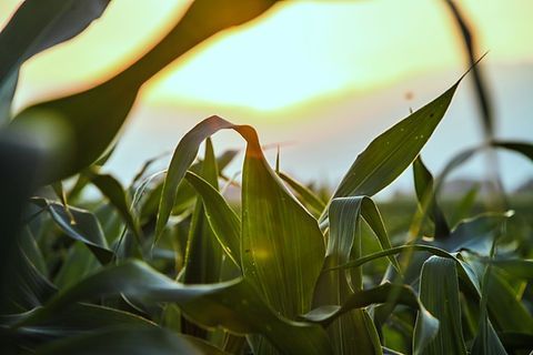 A close up of a corn field with the sun shining through the leaves.