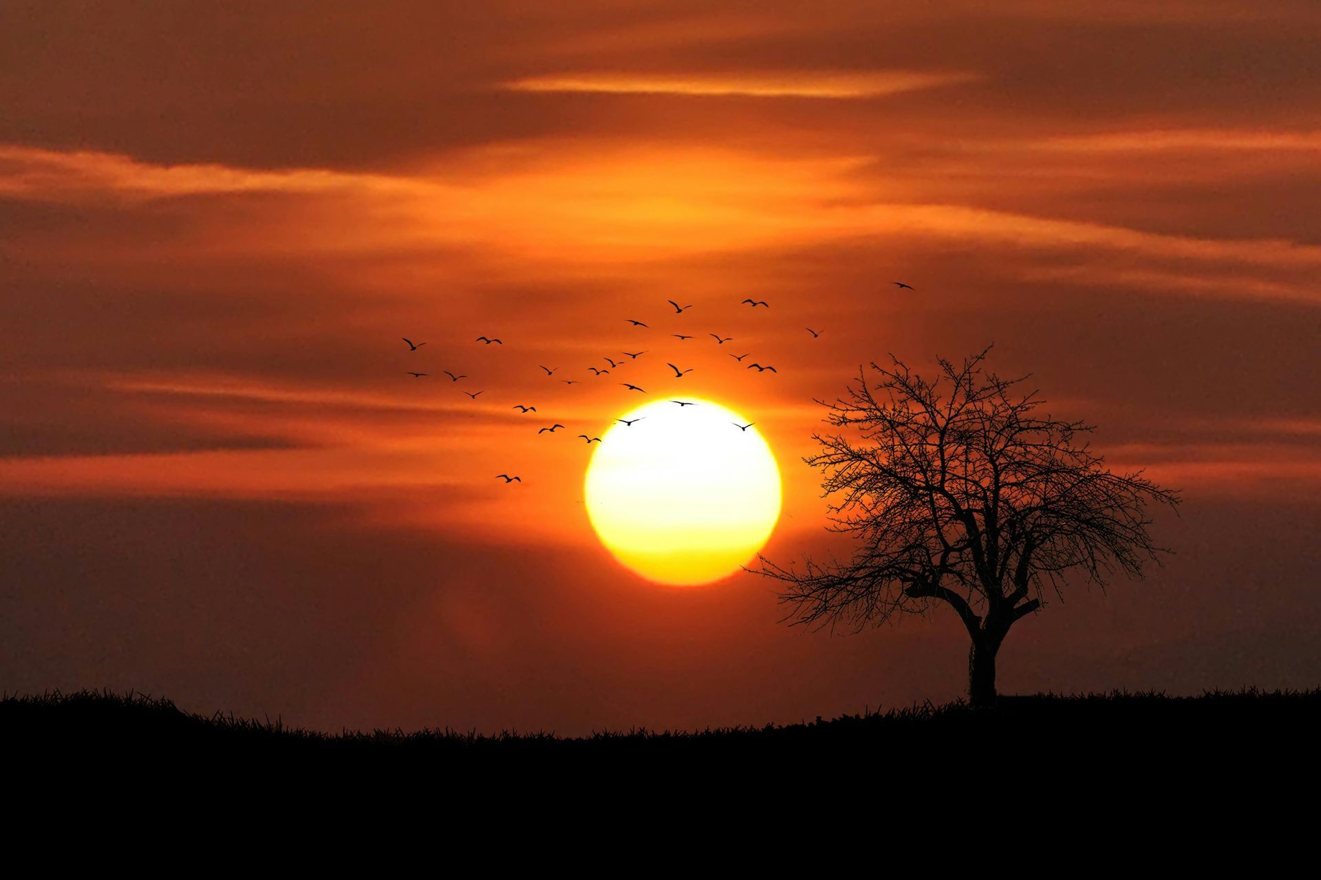 Sunset with a large, bright sun, birds flying, and a silhouetted tree on the horizon.