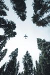 Airplane flying overhead through a forest of tall, dark green trees against a cloudy sky.