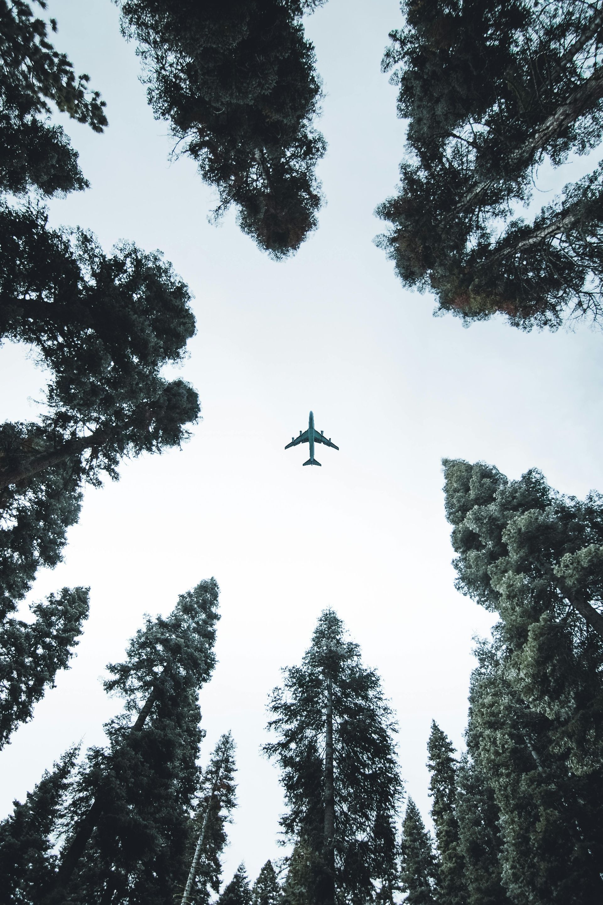 Airplane flying overhead through a forest of tall, dark green trees against a cloudy sky.