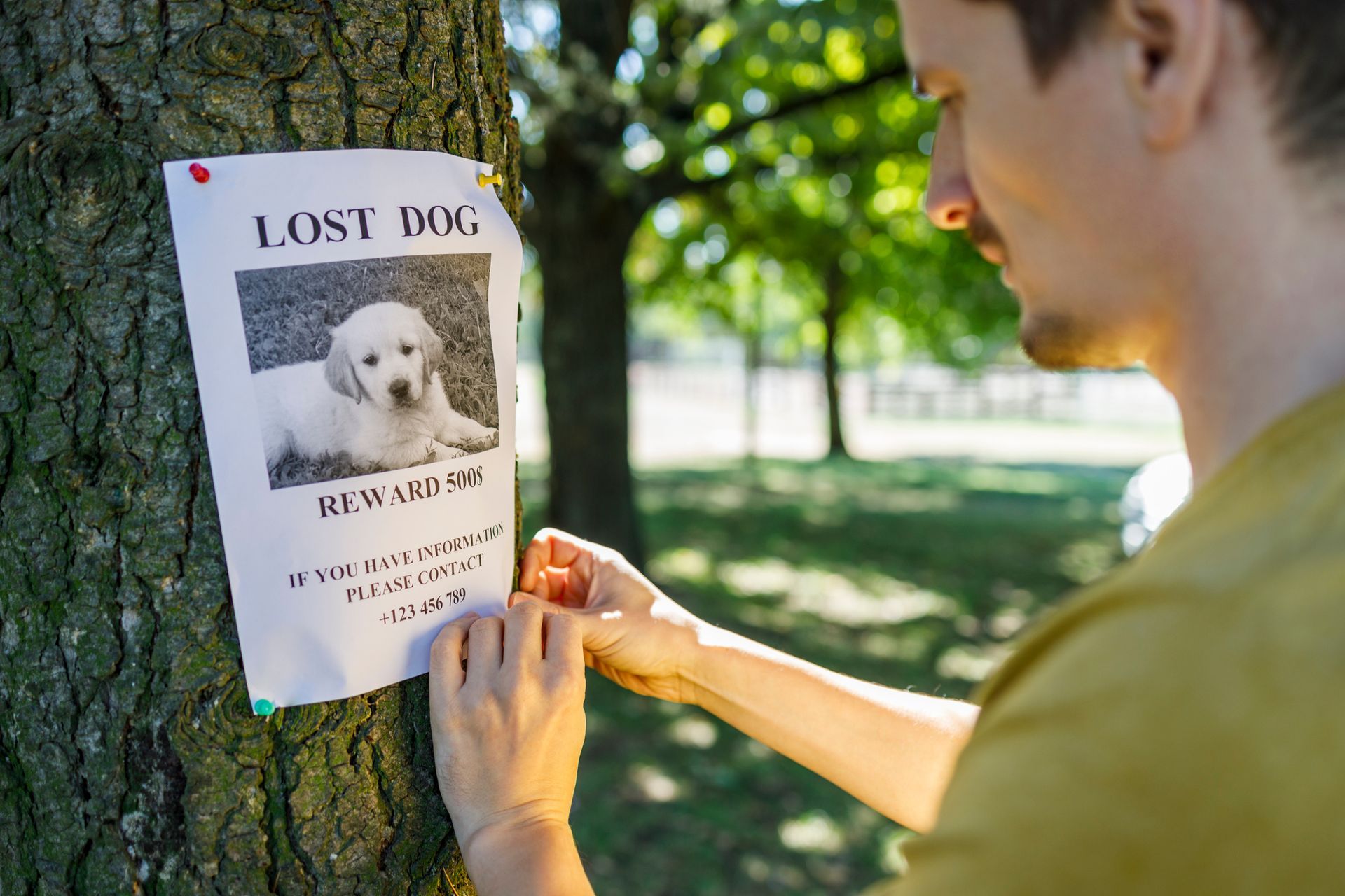 A man is putting a lost dog poster on a tree.