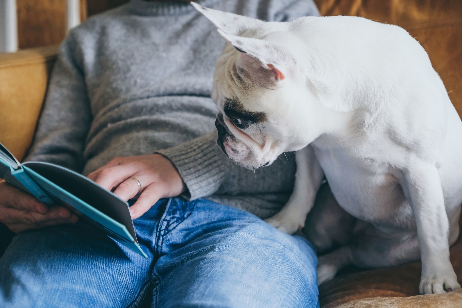A dog is sitting on a person 's lap while they read a book.