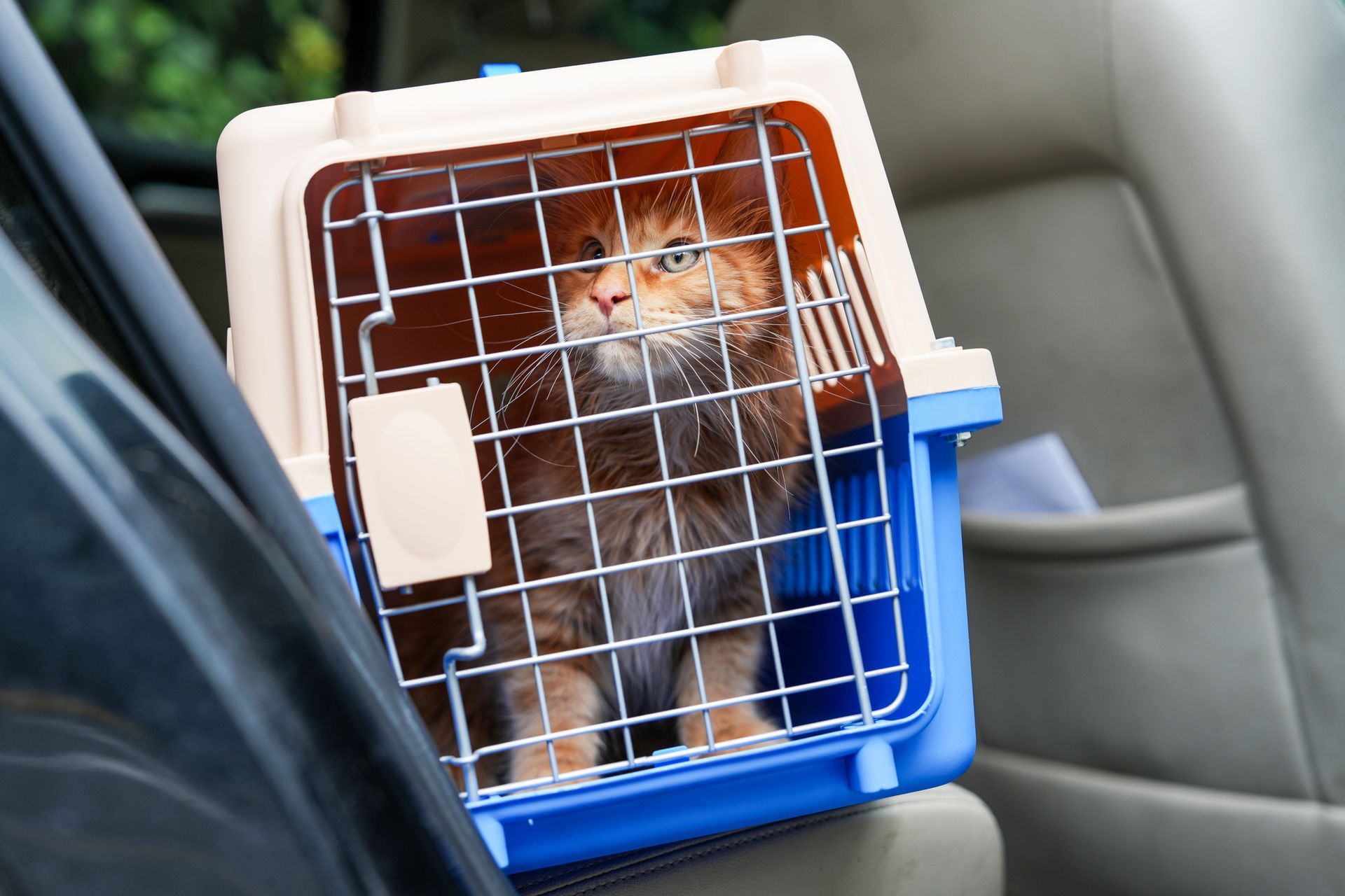 A cat is sitting in a carrier in the back seat of a car.