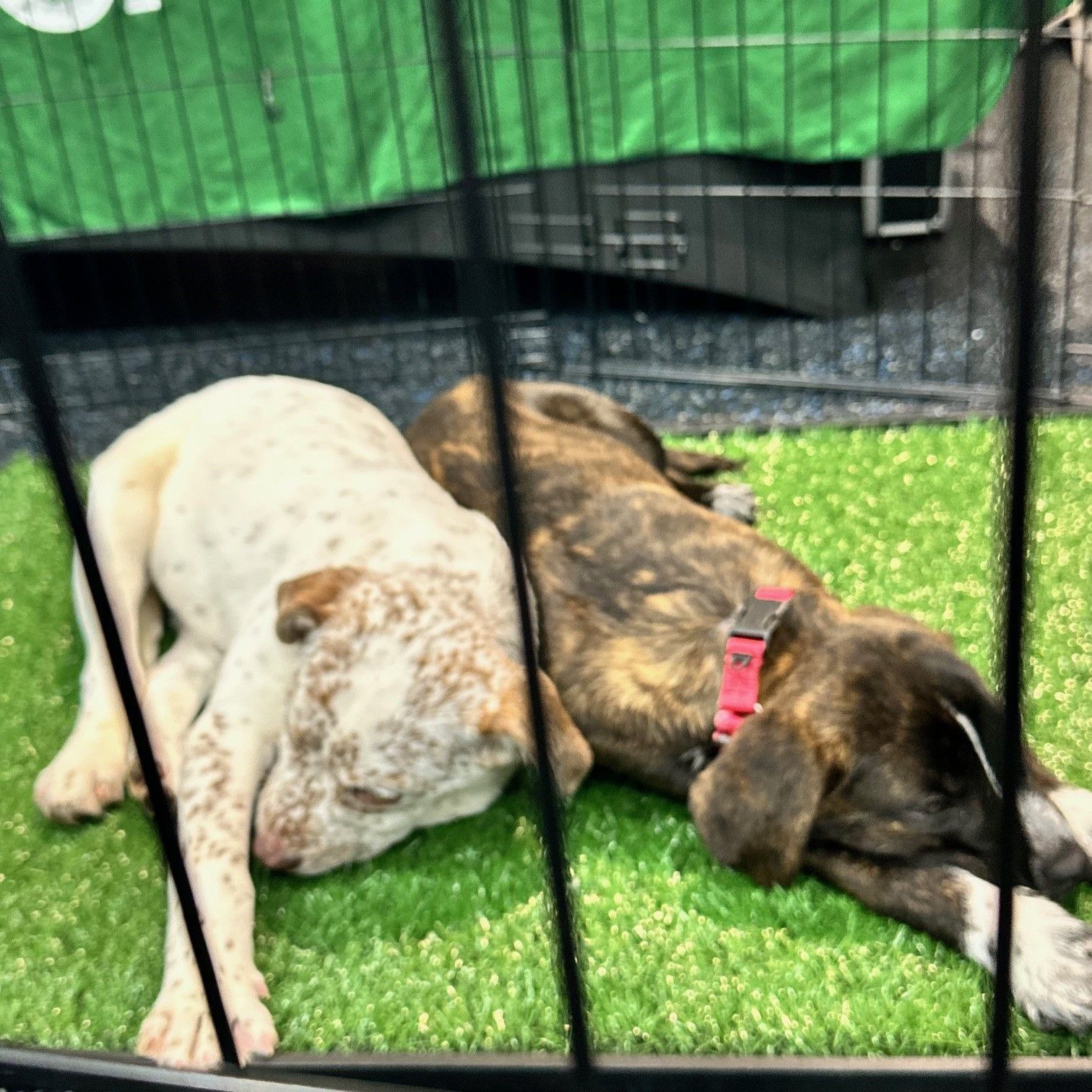 Two dogs are laying in a cage on the grass.