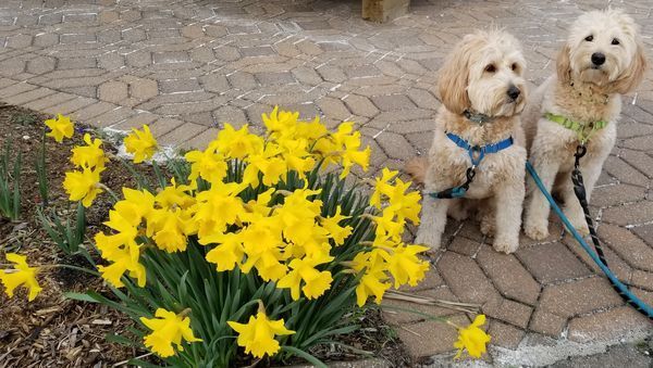 Two puppies are sitting next to a bush of yellow flowers.