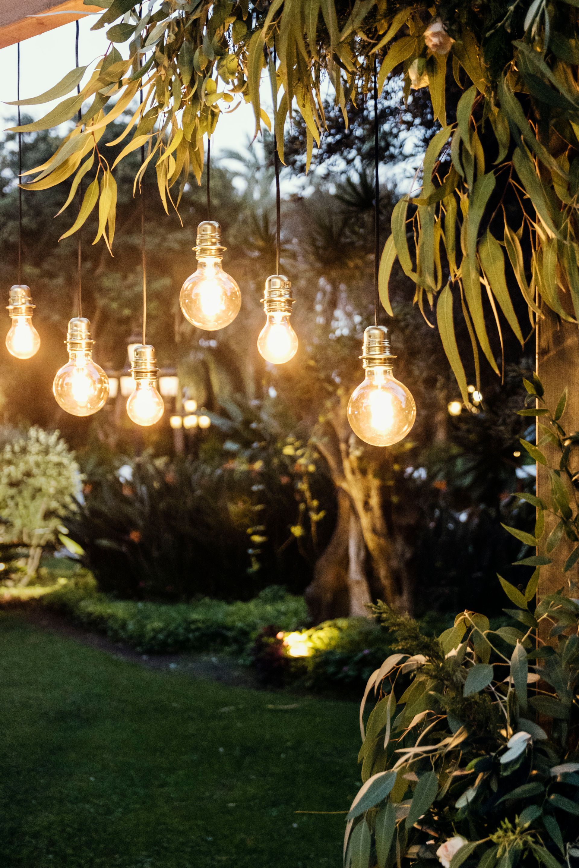 A string of light bulbs hanging from a tree in a garden.
