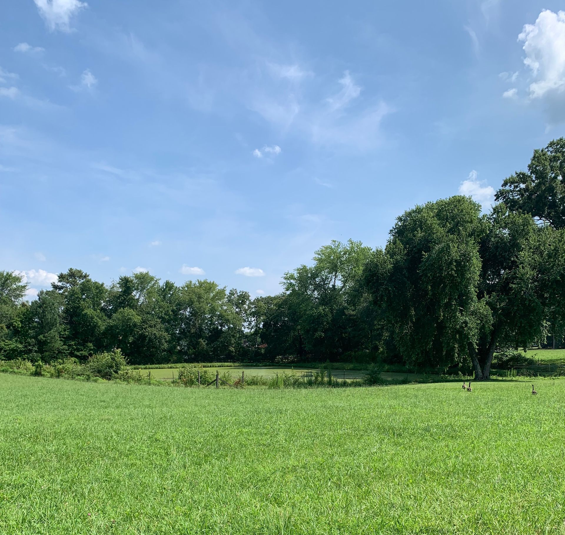 Green field with a small pond in the distance, trees, and a blue sky with light clouds.