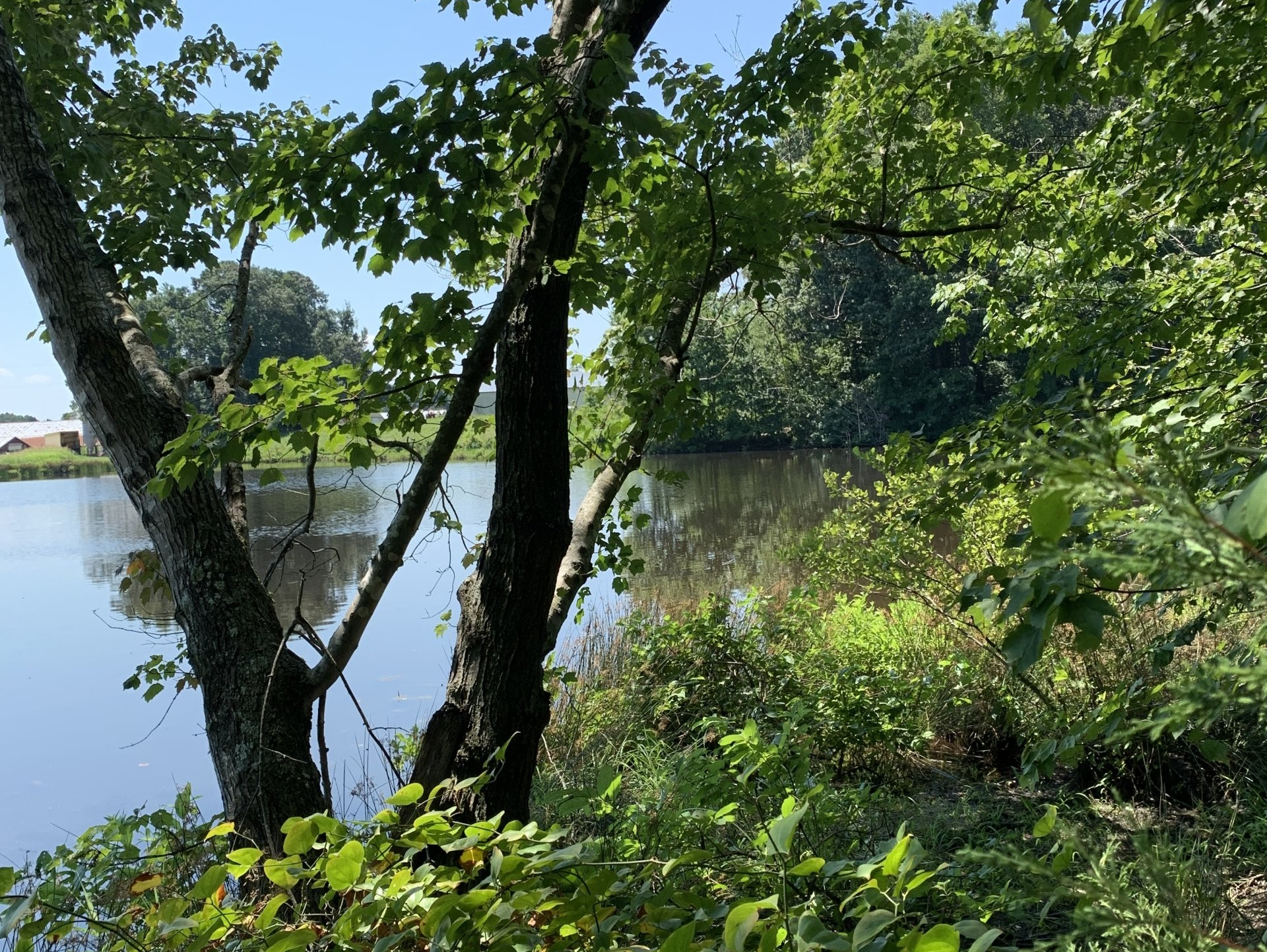 Lake view framed by trees, lush greenery, and a partly cloudy sky.