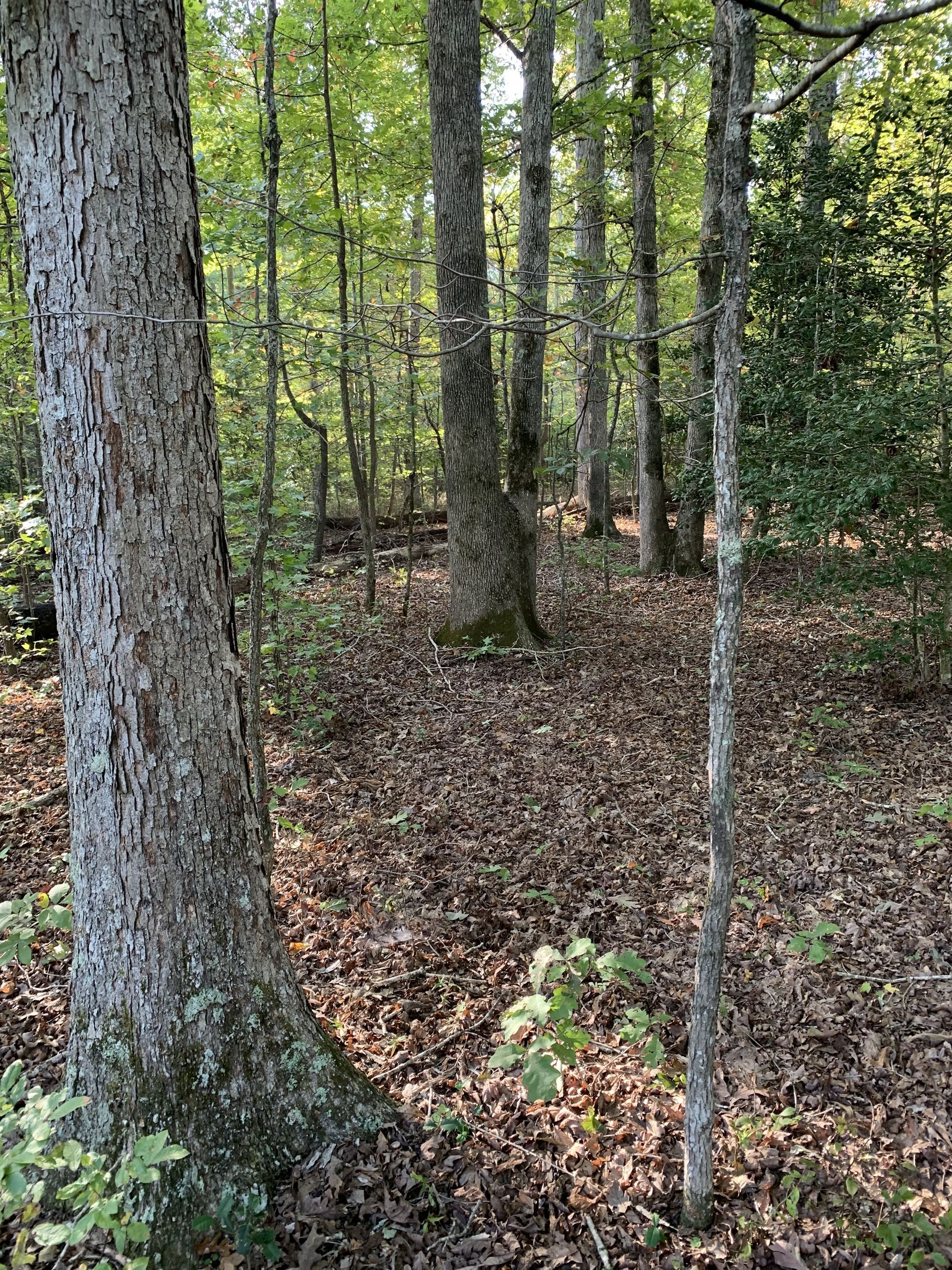Forest scene with trees, fallen leaves, and sunlight filtering through the canopy.