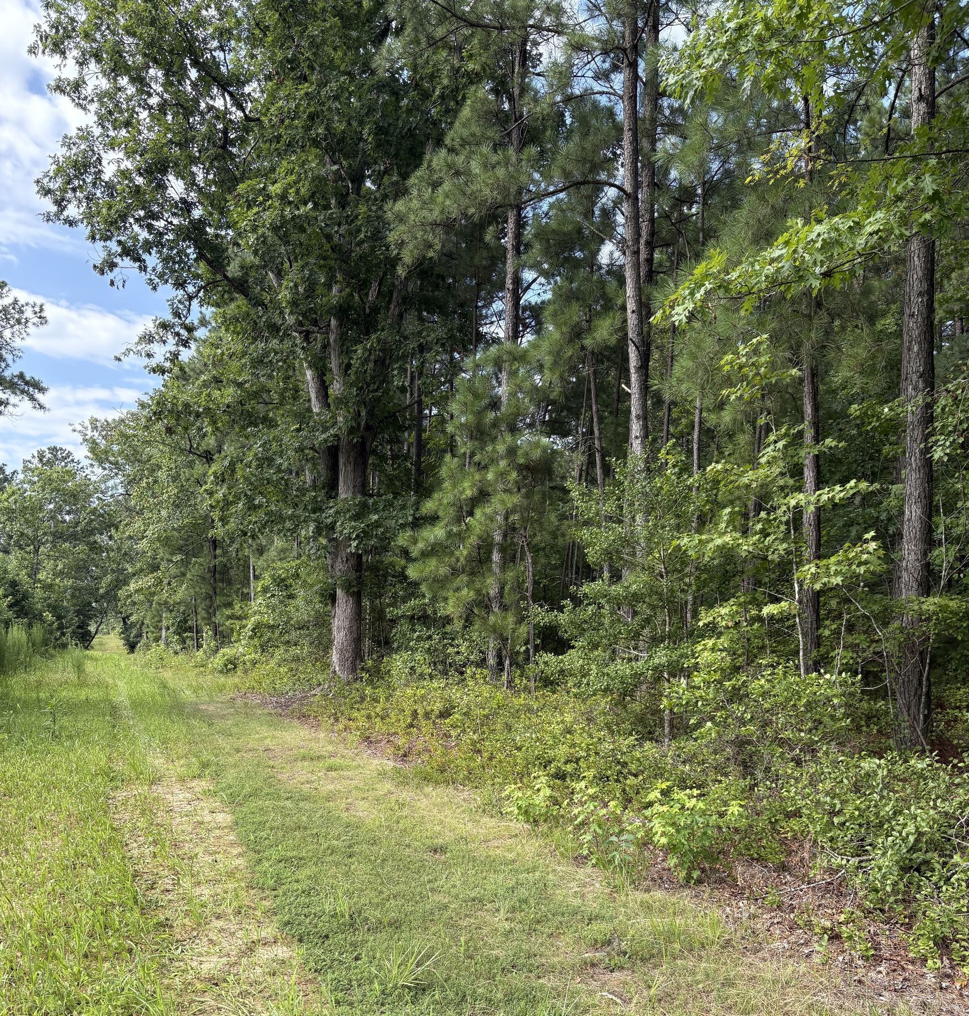 Dirt path through a forest with green foliage and blue sky visible.