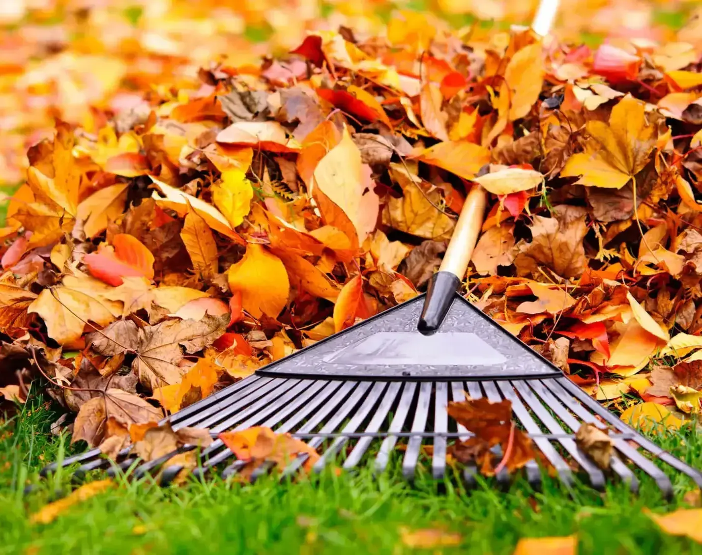 A black plastic lawn rake rests against a large pile of colorful autumn leaves on a green grass lawn.