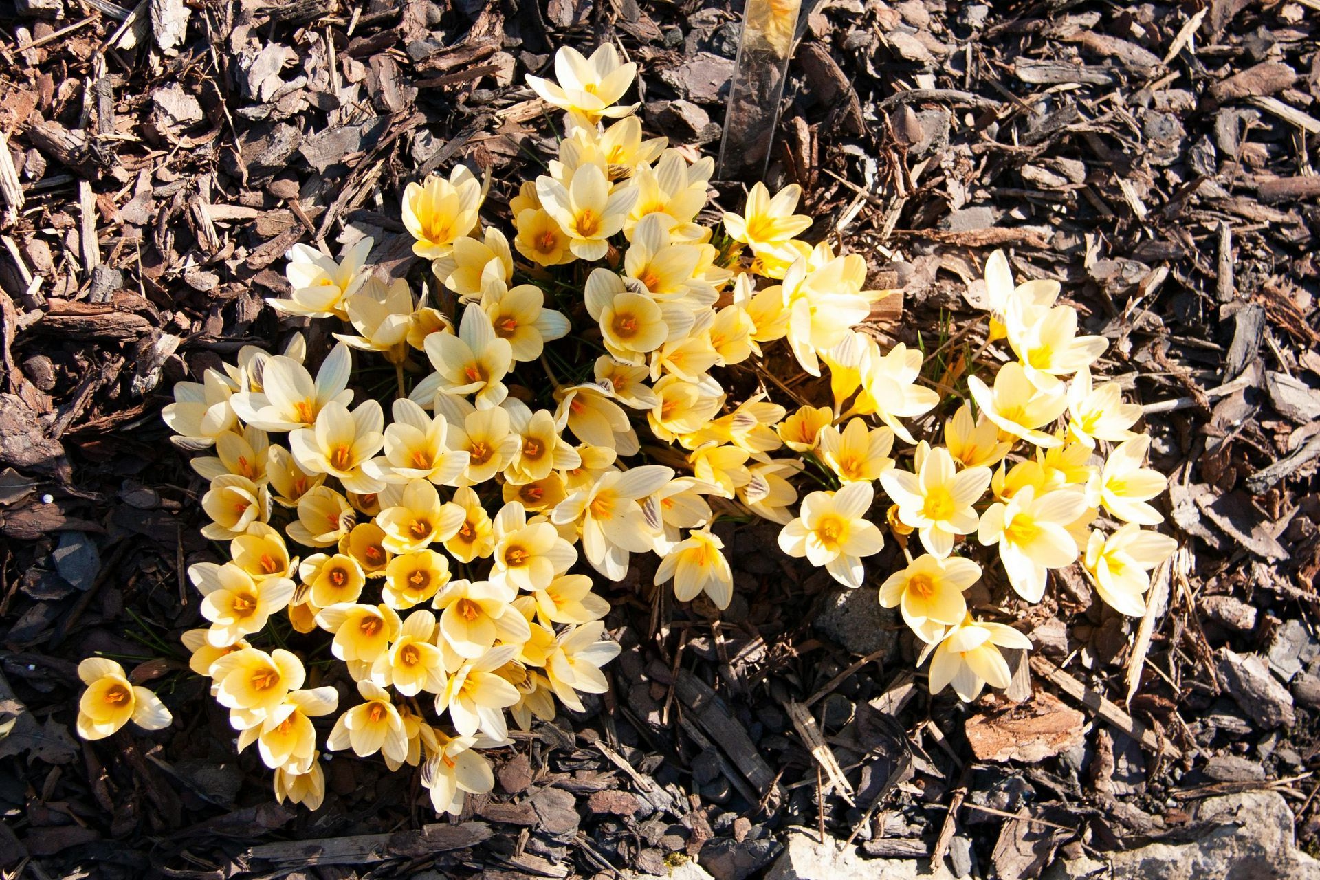 Maldonado Landscaping | Newark, DE | Landscaping