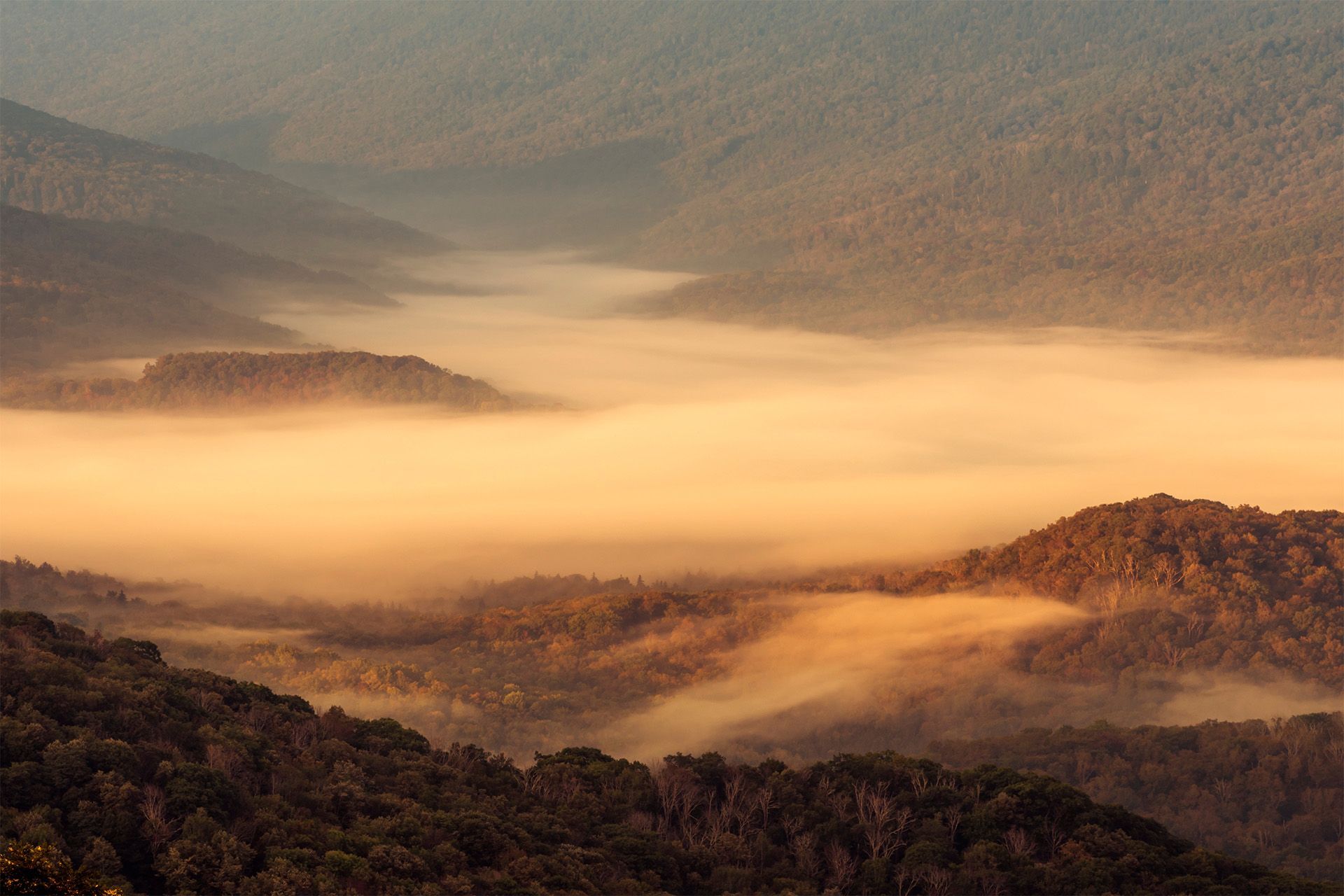 the sun is shining through the trees in the forest