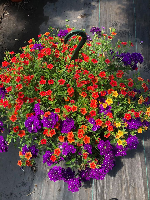 Hanging Baskets Jackson Nj Grawtown Greenhouse