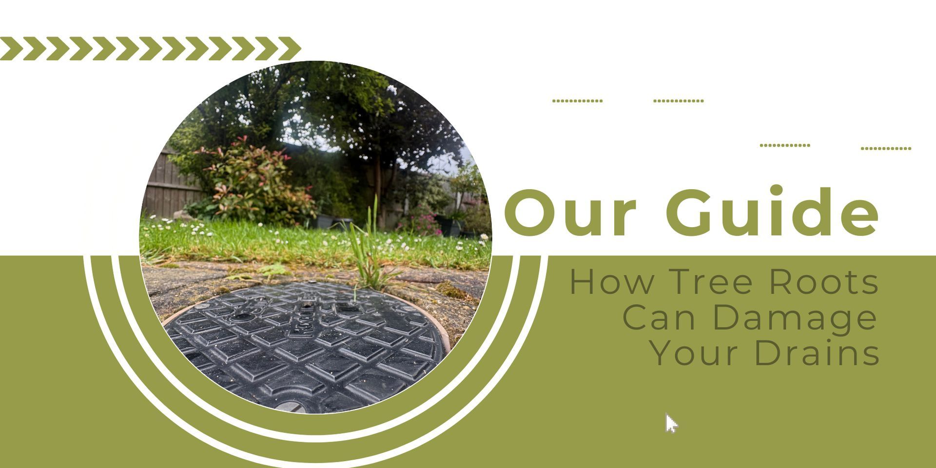 How Tree Roots Can Damage Your Drains: A Drainage Professional's Guide