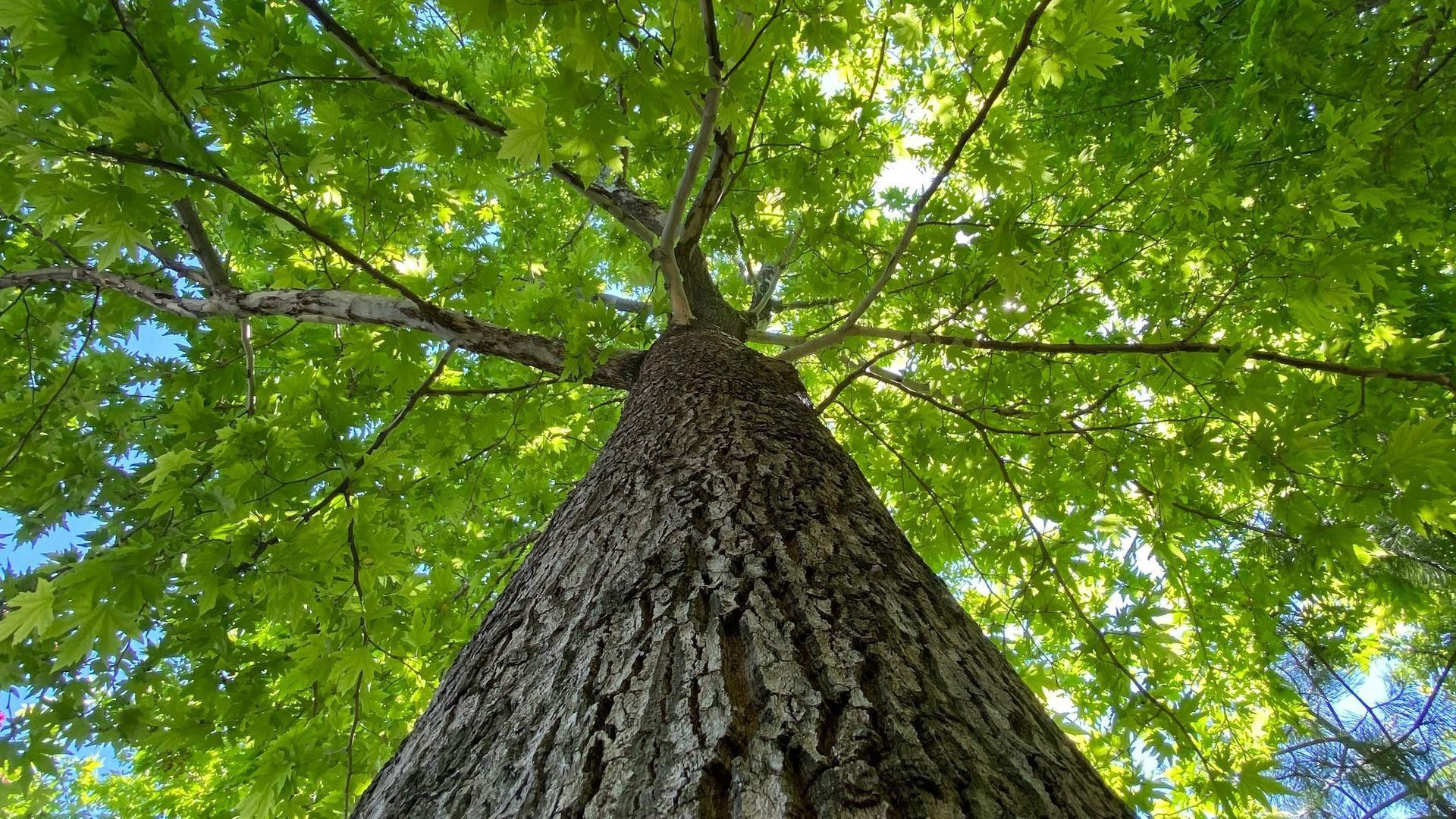 Looking up at a tree with lots of green leaves
