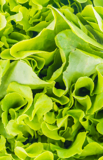 Primer plano de hojas de lechuga rizadas de color verde brillante.