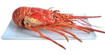 Aragosta