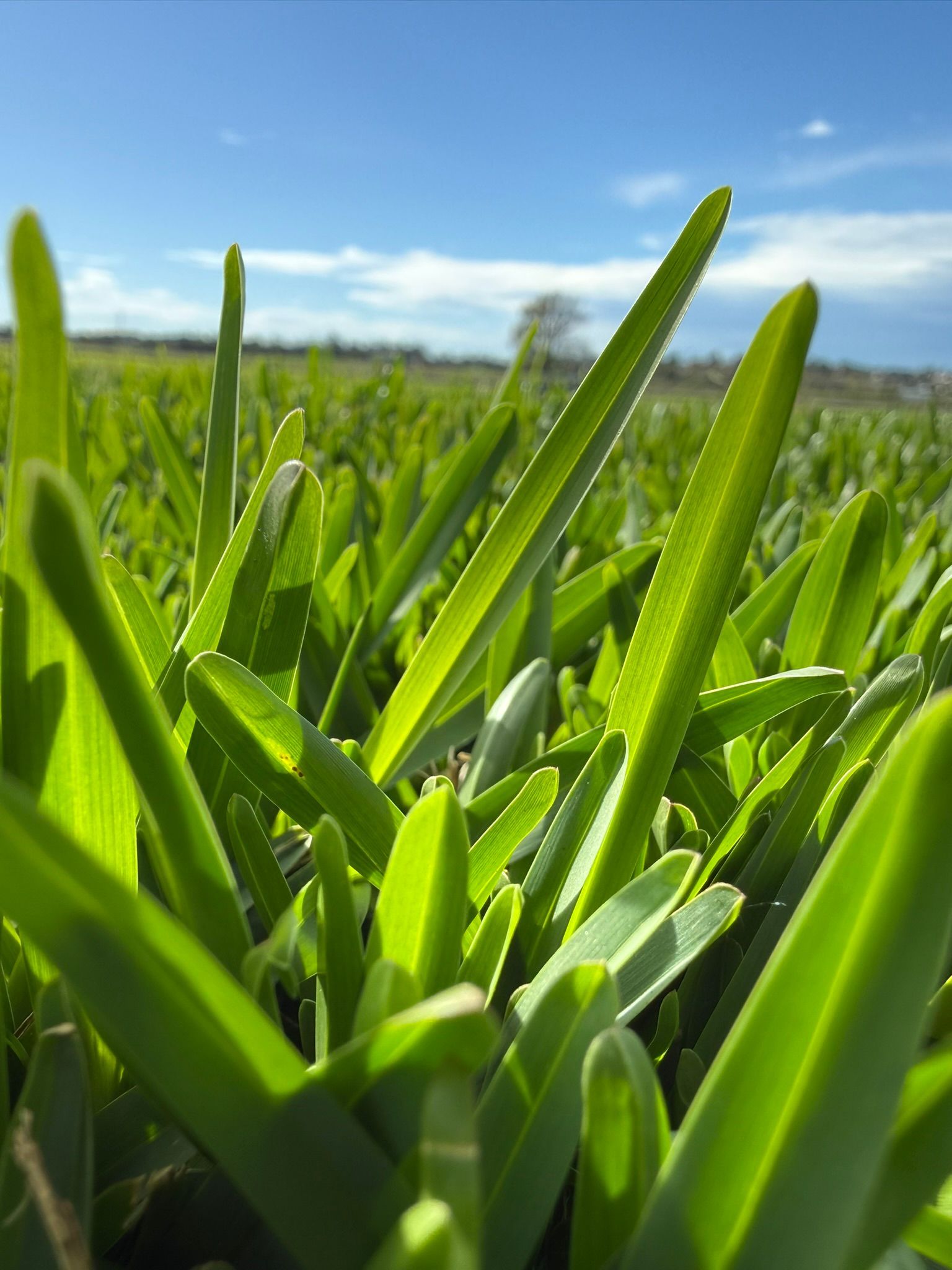 Close-up of bright green grass blades with a blue sky and field in the background