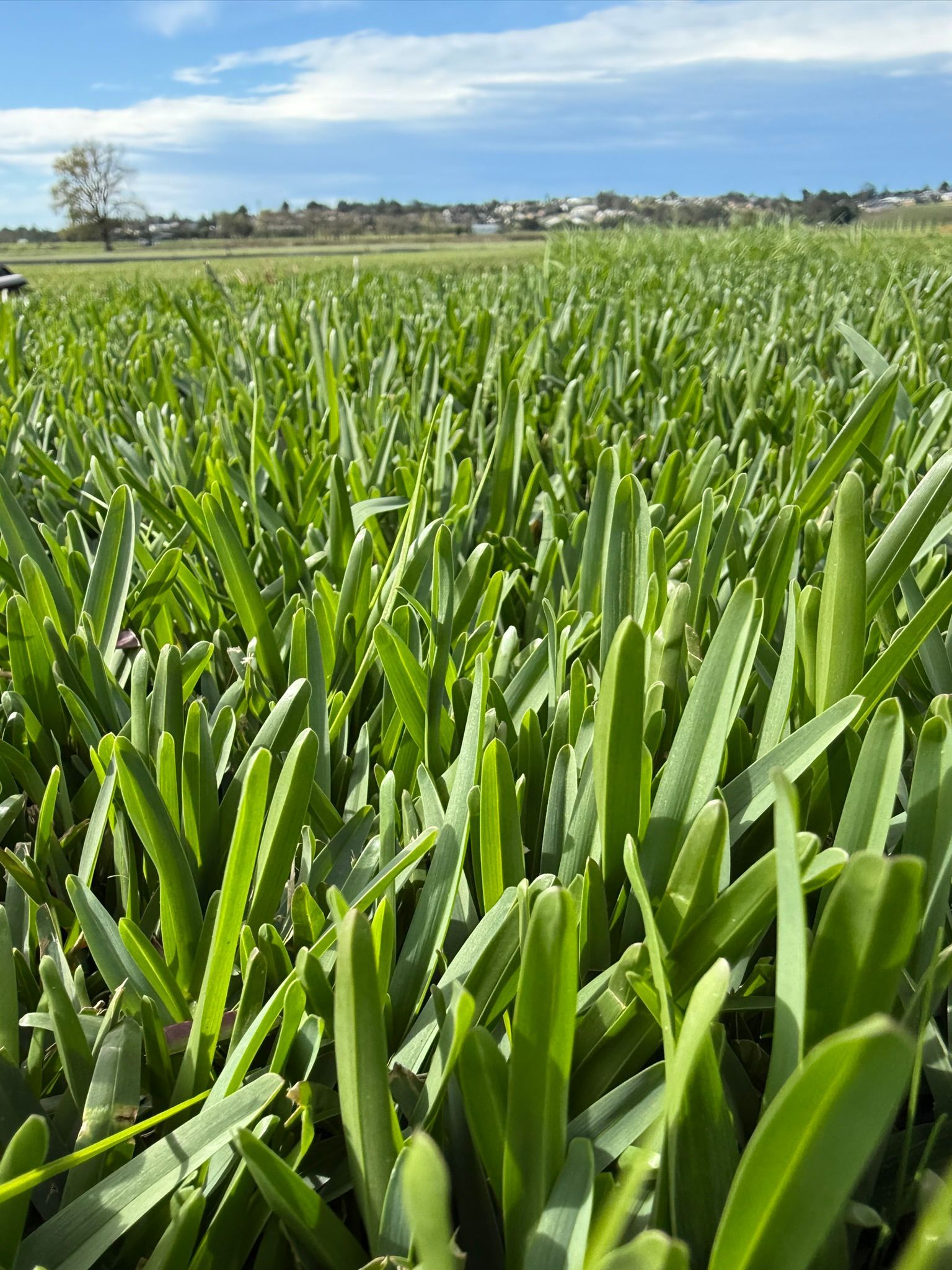 Dense Green Crop Field Under a Clear Blue Sky — Edmonds Turf in Louth Park, NSW