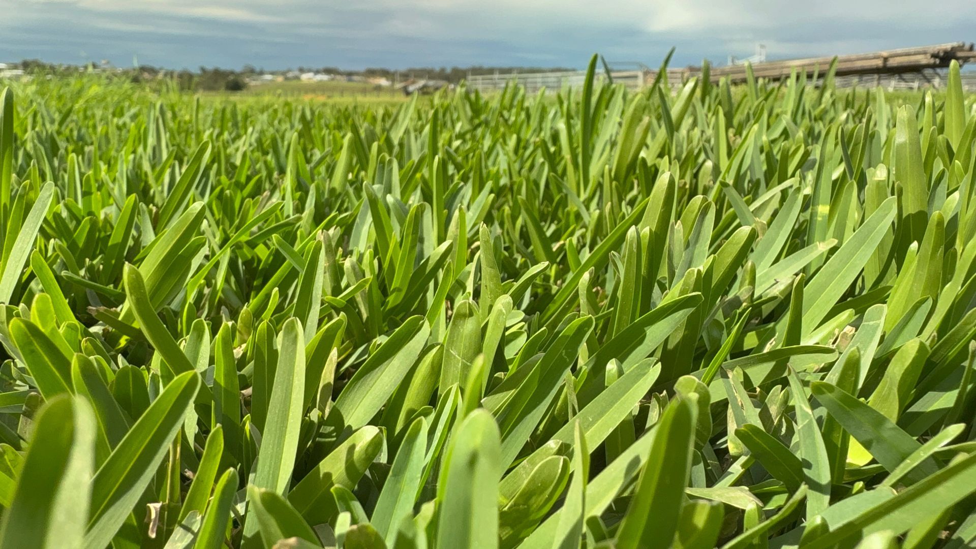 Wide green crop field under a blue sky with distant hills in the background