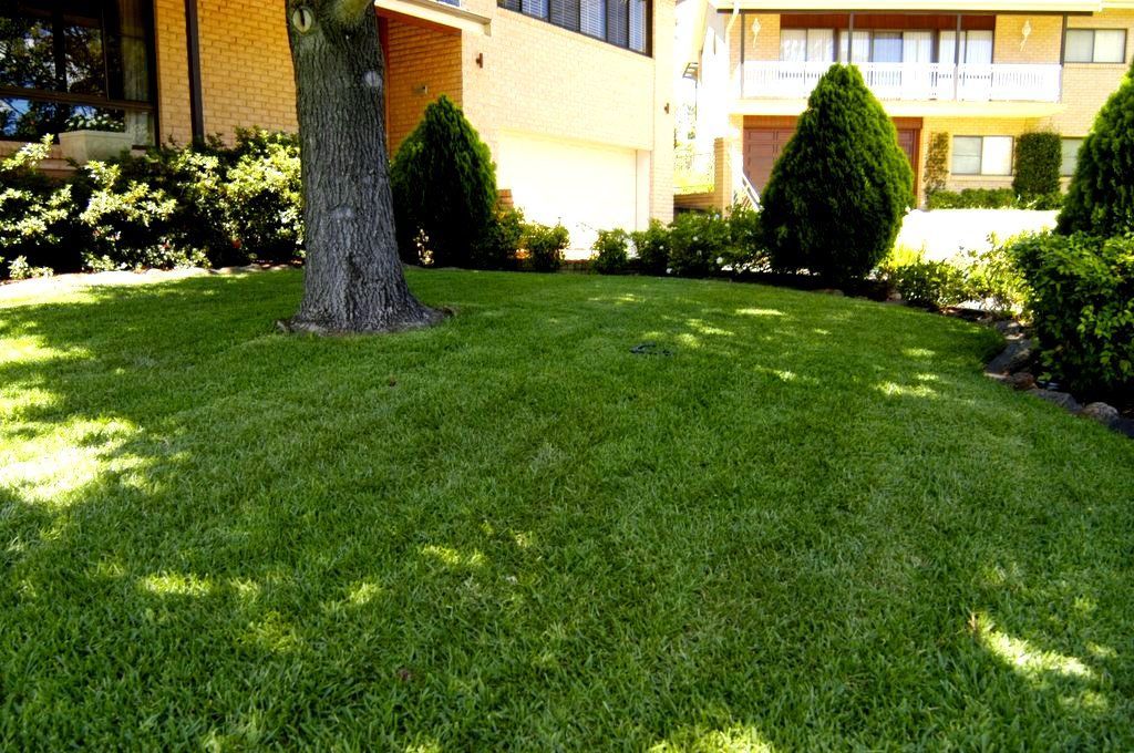 Sunny Apartment Courtyard With Green Lawn — Edmonds Turf in Hunter Valley, NSW