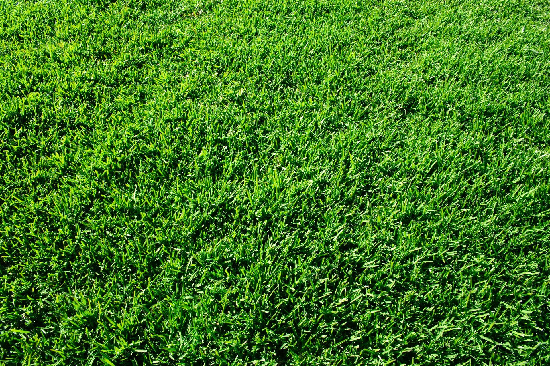 Close-up Of Dense Green Grass Covering the Ground — Edmonds Turf in Port Stephens, NSW
