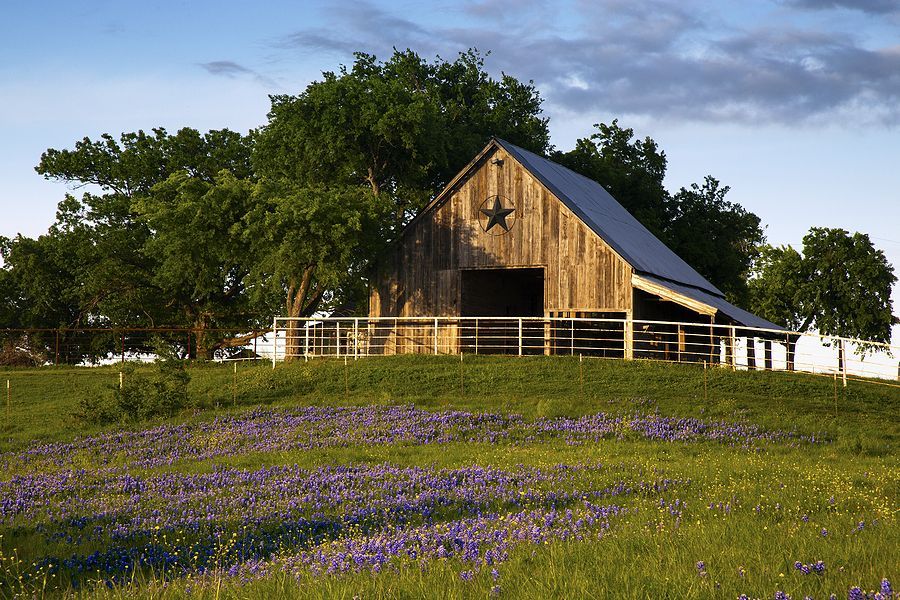 a barn on a hill with purple flowers in the foreground