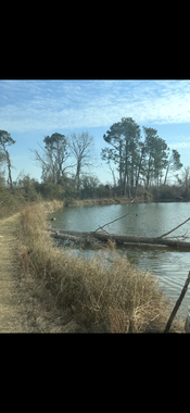 A murky pond edged by tall, dry grasses under a clear blue sky, with a fallen tree trunk resting in the water.