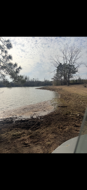A vast swarm of insects flying above a lake shore and surrounding trees on a bright day.