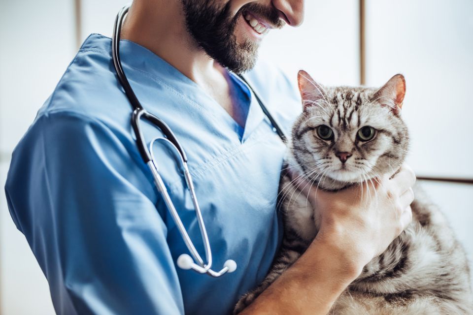 Veterinario con gatto in braccio