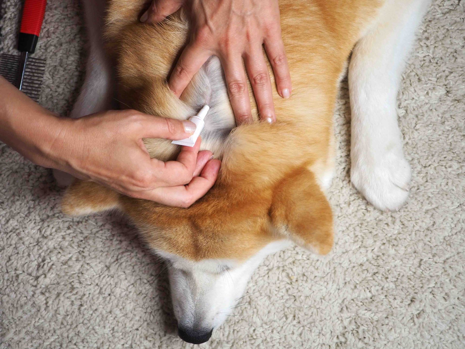 A person is cleaning a dog 's ears with a cotton swab.