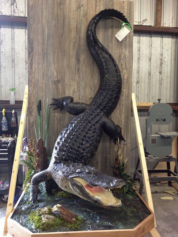 Taxidermy Alligator full body mounts