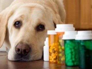 VETERINARIA