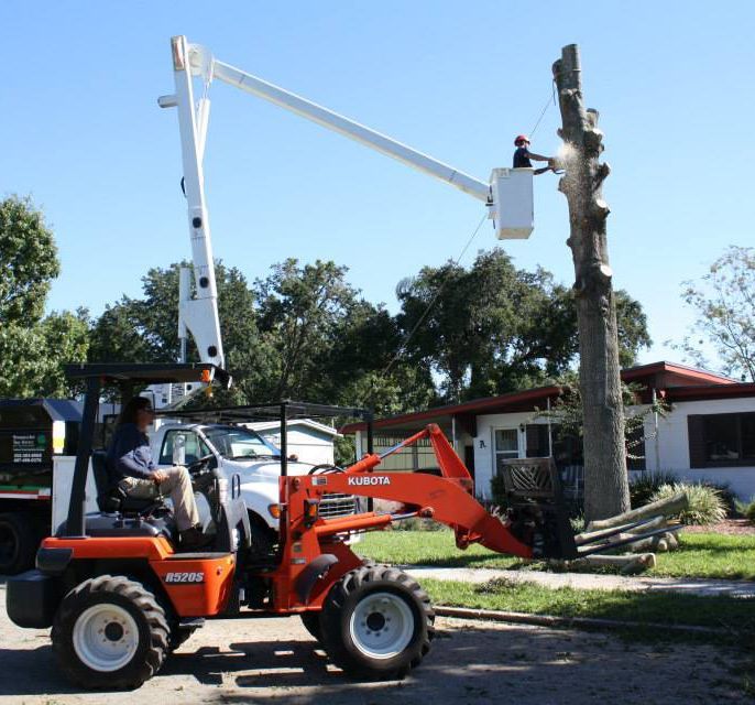 Tree Service Team — Sorrento, FL — Windsor & Son Tree Service