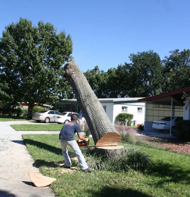 Man Tree Removal — Sorrento, FL — Windsor & Son Tree Service