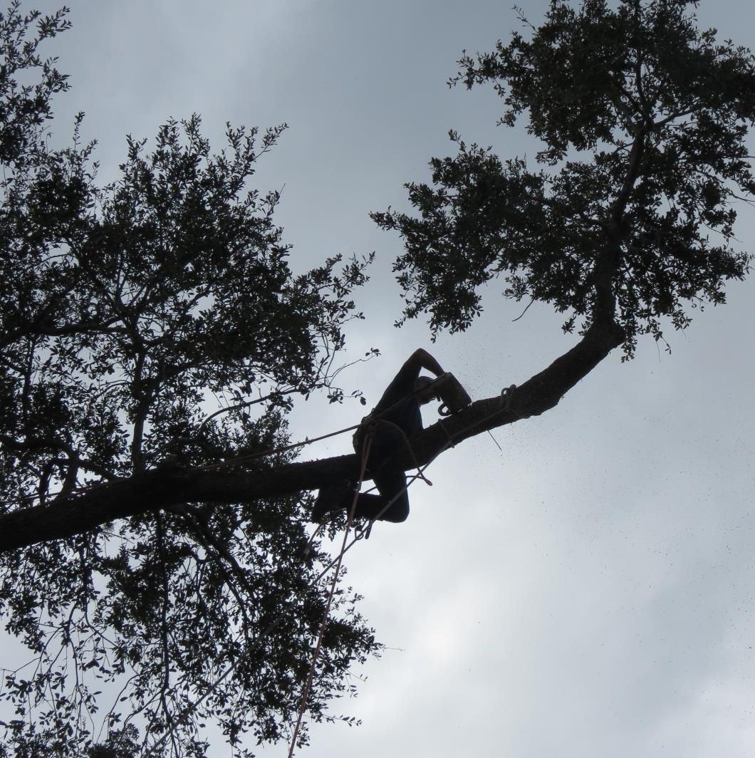 Man Deadwooding — Sorrento, FL — Windsor & Son Tree Service