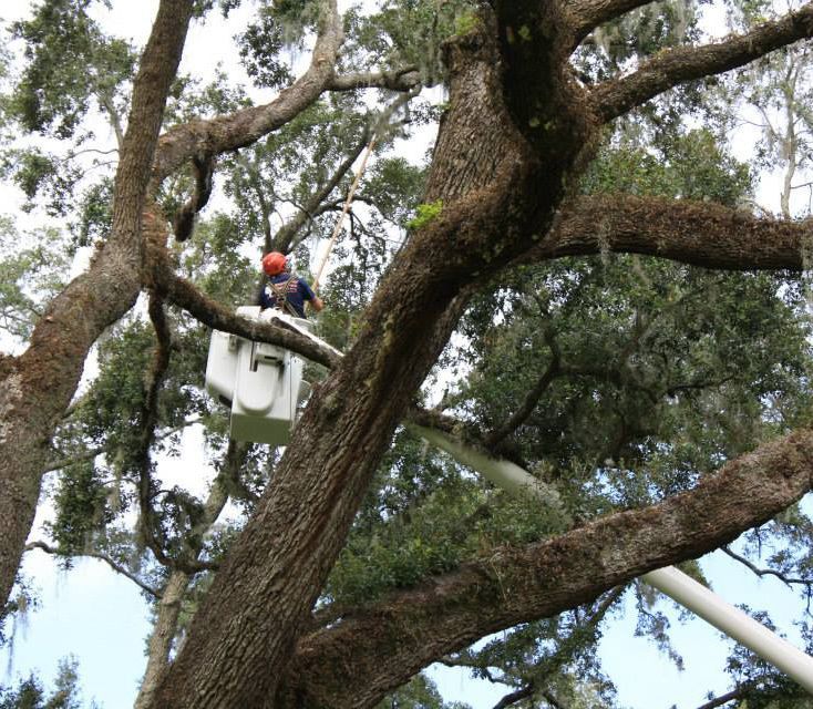 Man Demossing — Sorrento, FL — Windsor & Son Tree Service