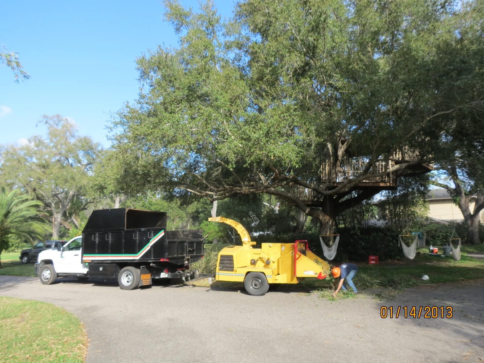 Placing Tree Branches On Wood Chipper — Sorrento, FL — Windsor & Son Tree Service