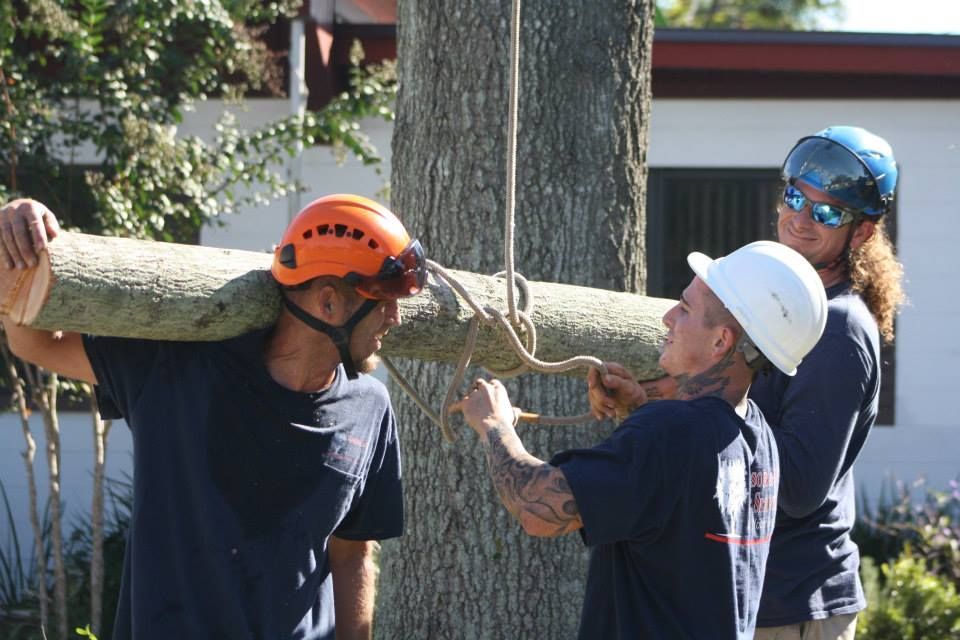 Men Working Tree Removal — Sorrento, FL — Windsor & Son Tree Service