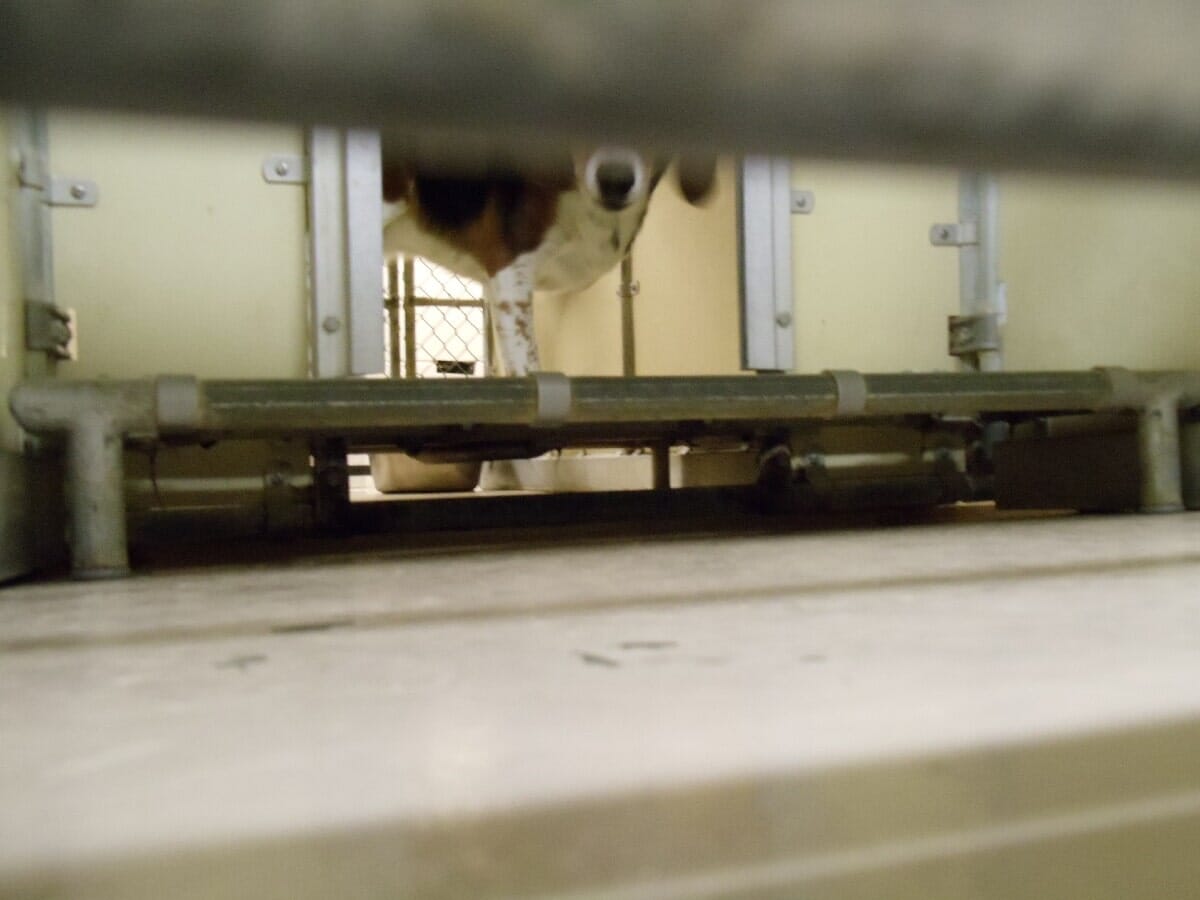 Before Animal Shelter Renovation #2 — Chester, VA — ARW Contracting, Inc.