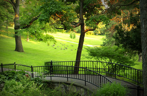 Bridge in a large green park area