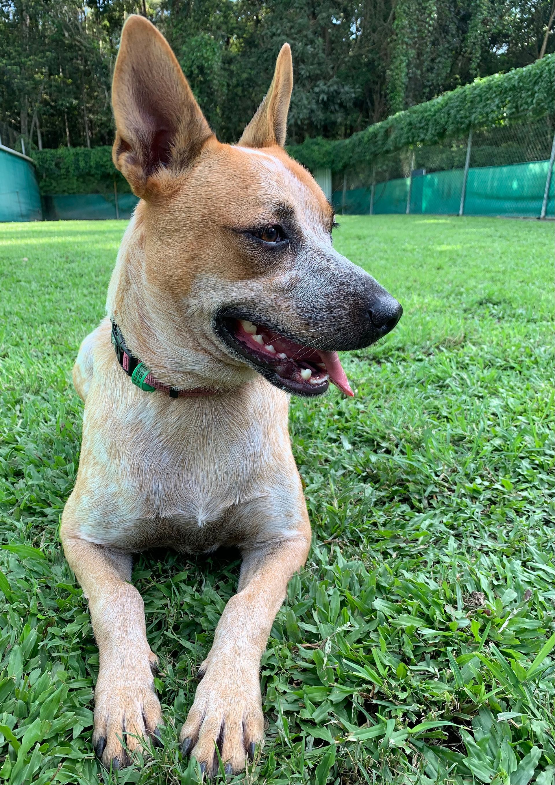 Dog - Pet Resort in Cairns