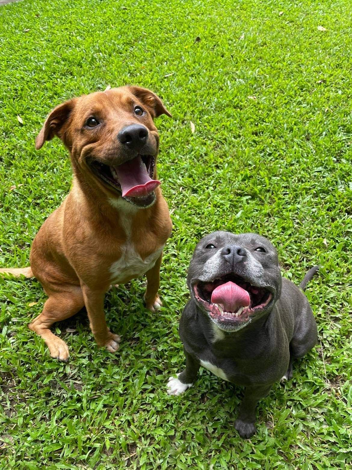 Running Dog — Pet Resort in Kuranda, QLD